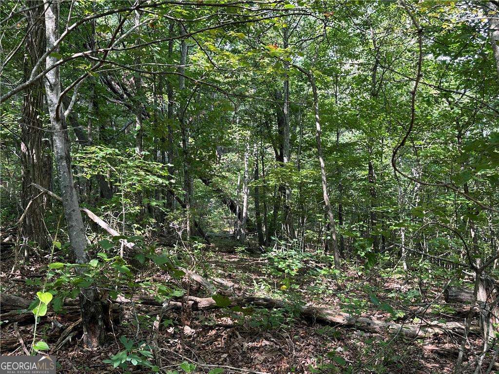 257 Andes Ridge Jasper, GA 30143 - Photo 11 of 24 a view of a lush green forest