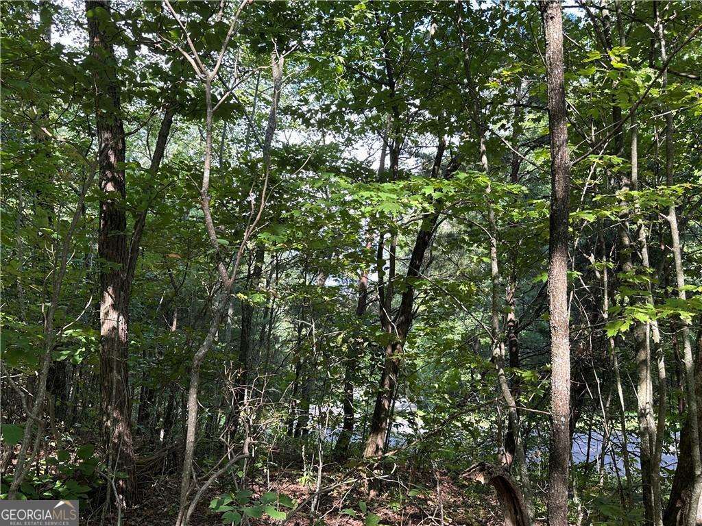 257 Andes Ridge Jasper, GA 30143 - Photo 12 of 24 a view of a tree with a tree