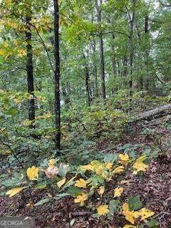 257 Andes Ridge Jasper, GA 30143 - Photo 19 of 24 a view of a forest that has a tree