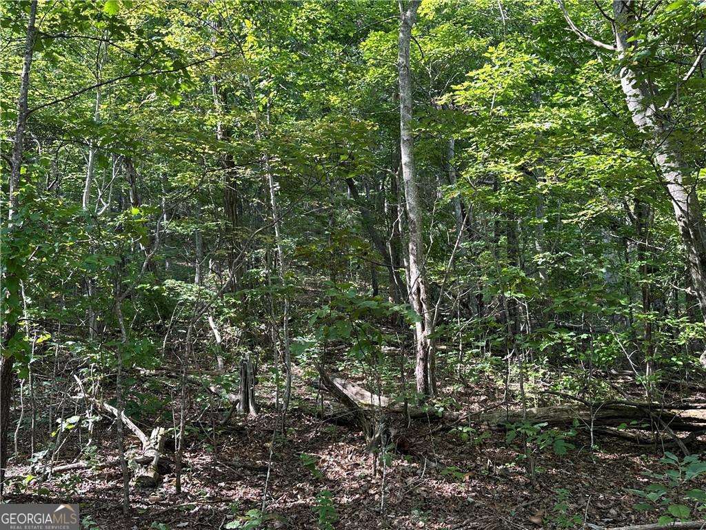 257 Andes Ridge Jasper, GA 30143 - Photo 10 of 24 a view of a forest with lots of trees