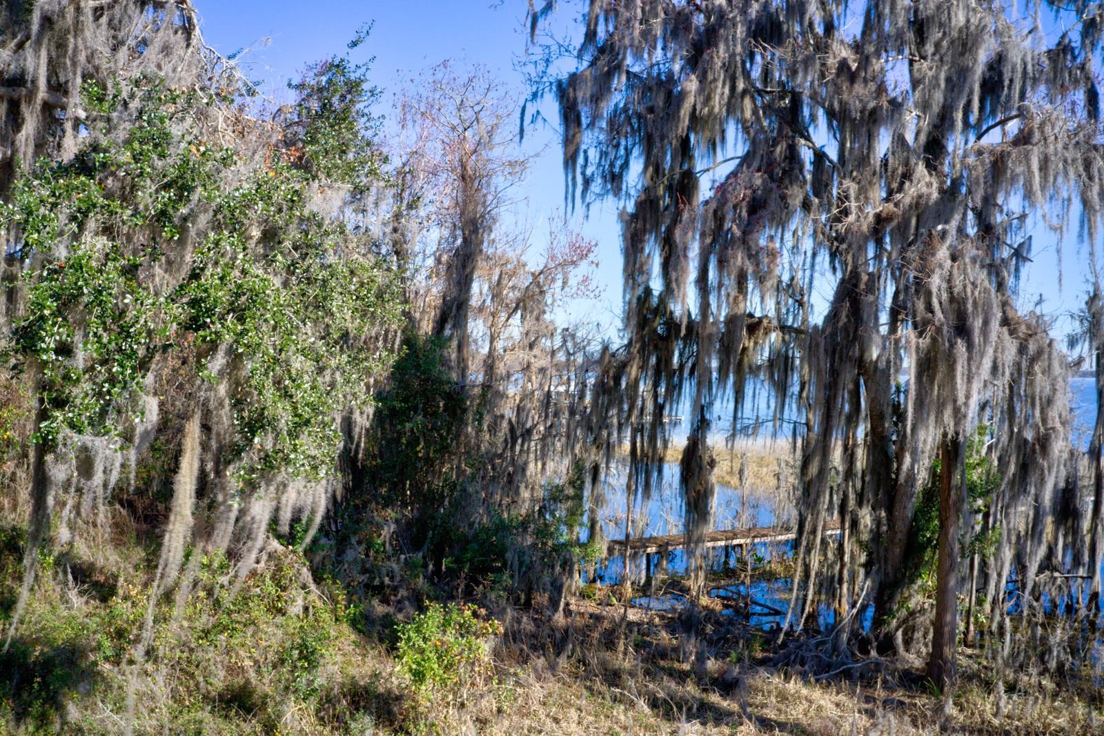9631 County Road 1469 Earleton, FL 32631 - Photo 8 of 17 a view of a yard with plants and trees