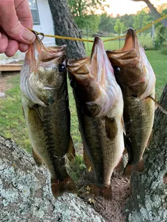 $699,900 | 150 Canyon Run Boulevard, Huntsville, TX 77320