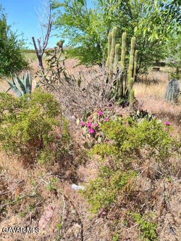 10376 55th Street West Mojave, CA 93501 - Photo 3 of 10 a view of a yard with plants and large trees