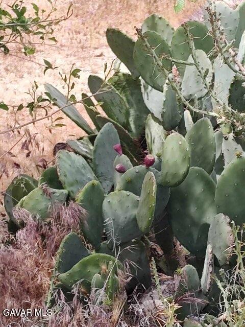 10376 55th Street West Mojave, CA 93501 - Photo 4 of 10 a picture of flowers