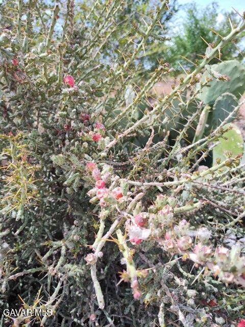 10376 55th Street West Mojave, CA 93501 - Photo 5 of 10 a close up of a tree