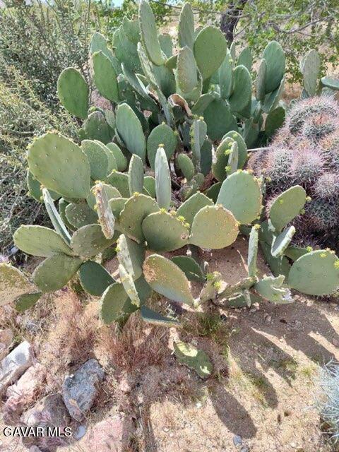 10376 55th Street West Mojave, CA 93501 - Photo 6 of 10 a close up of a plant