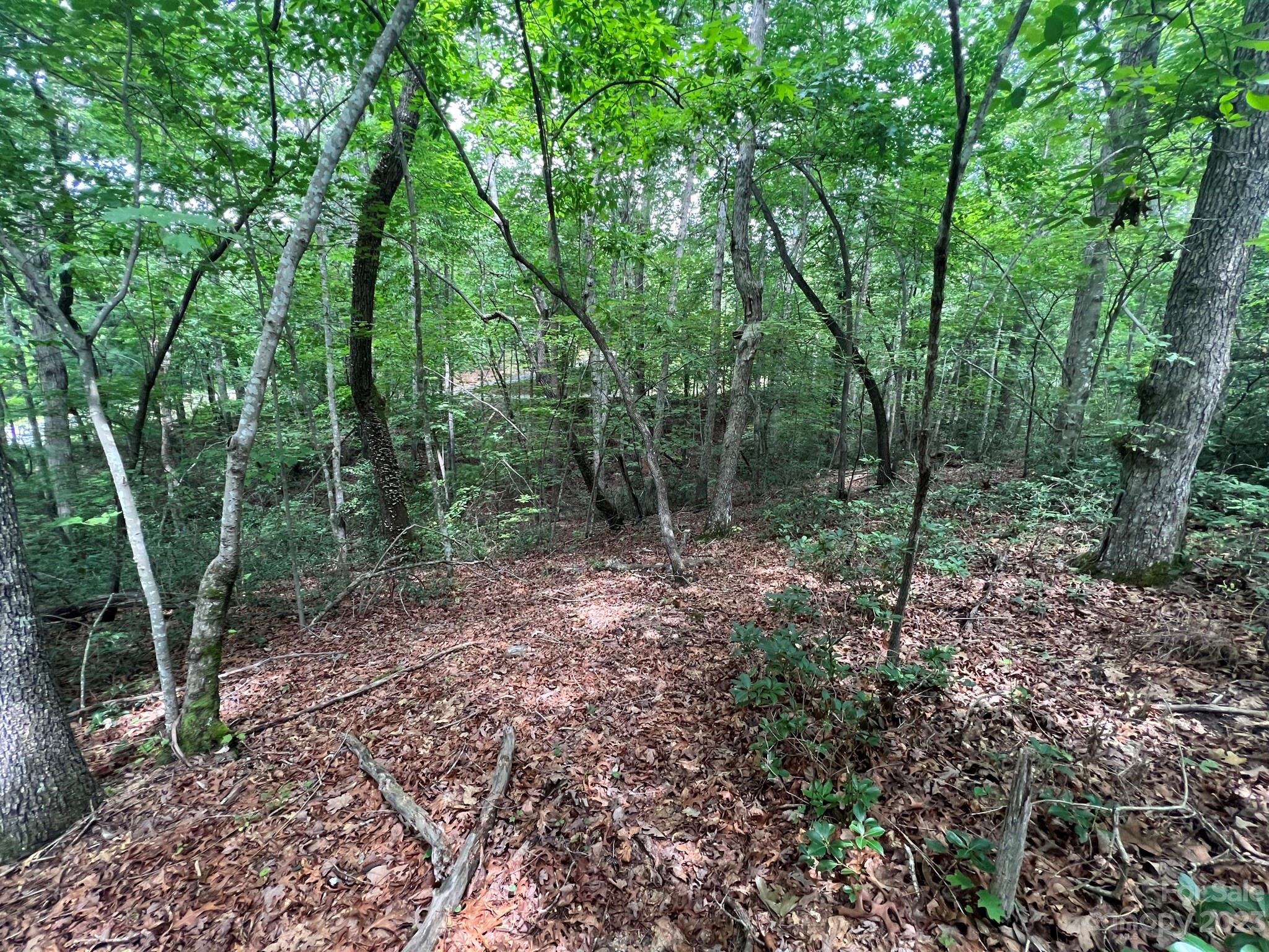 999 Silver Creek Road Mill Spring, NC 28756 - Photo 14 of 23 a view of a forest with trees in the background