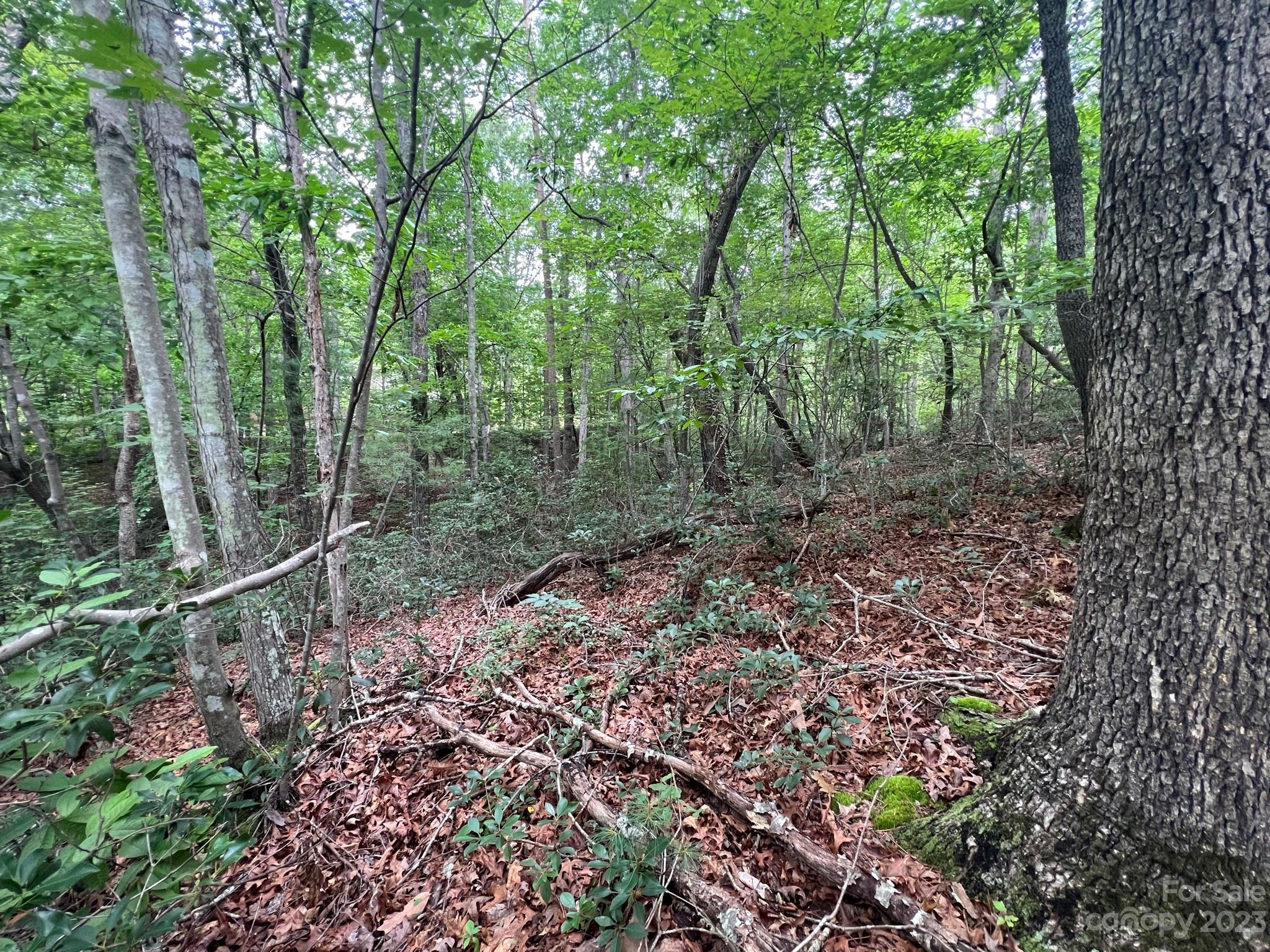 999 Silver Creek Road Mill Spring, NC 28756 - Photo 17 of 23 a view of a forest that has large trees