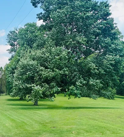 a view of a grassy field with trees