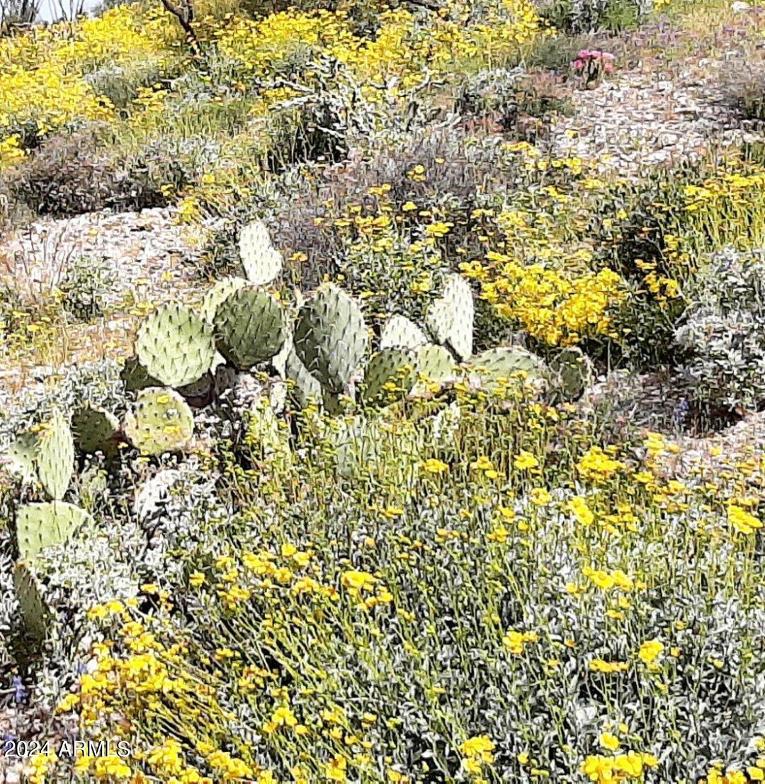 0 North Hardt Tank Road, Unit 4L ALSO KNOWN AS B Gold Canyon, AZ 85118 - Photo 3 of 8 a view of a bunch of flowers