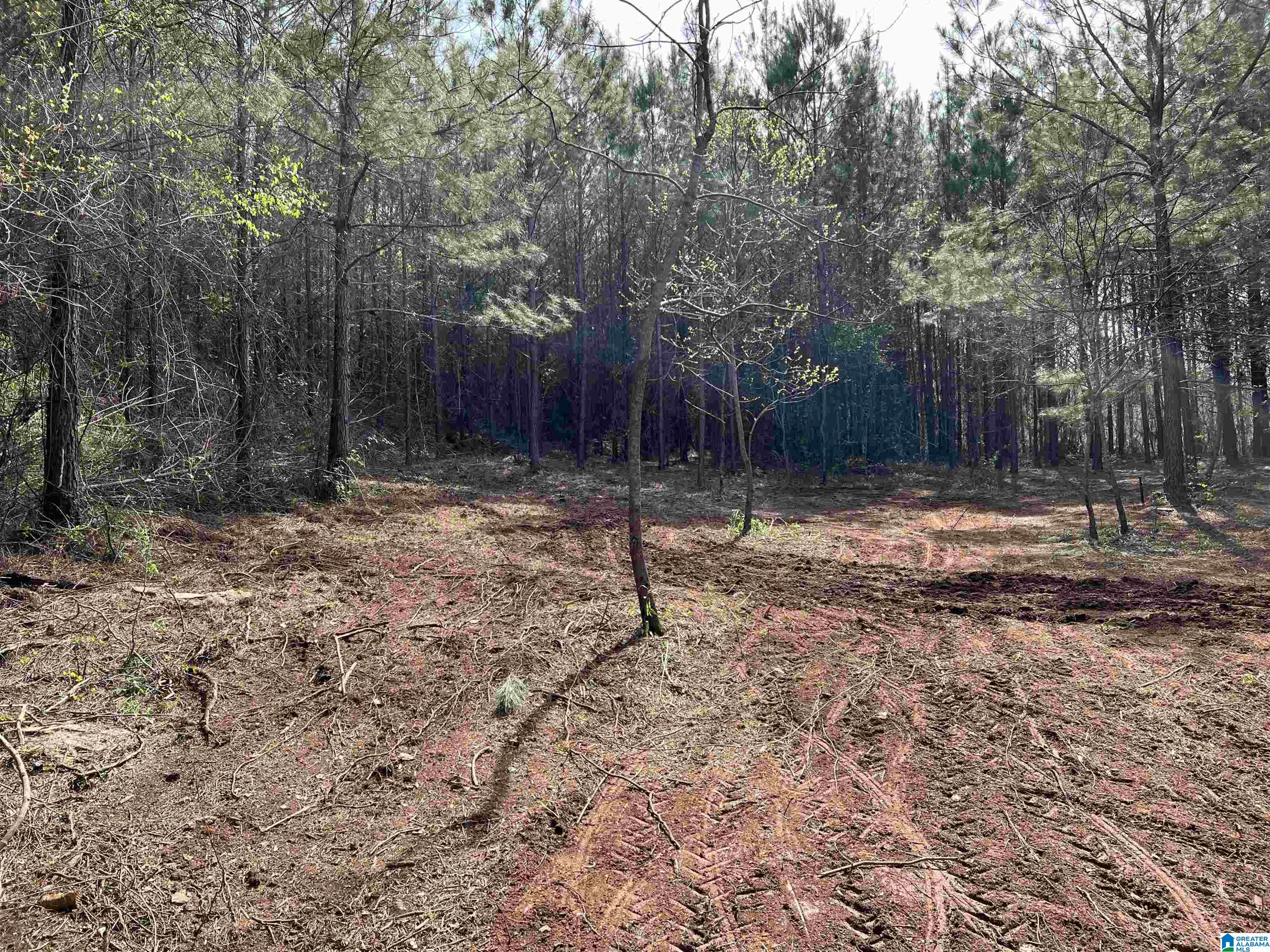 16.5-acres Walker Road, Unit 1 Cragford, AL 36255 - Photo 8 of 14
