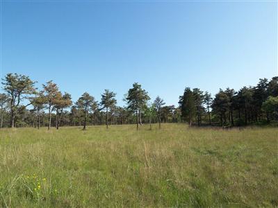 5 Mill Hill Road Edgartown, MA 02539 - Photo 1 of 4 a view of a field with trees in background