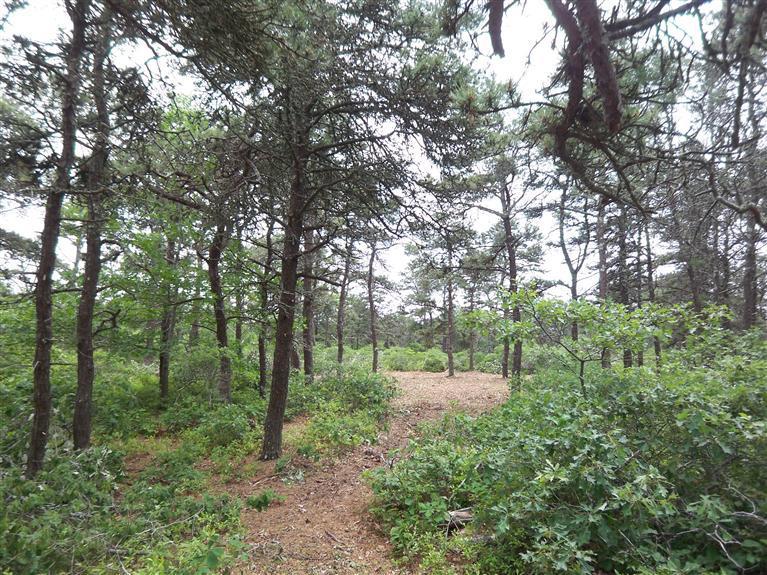 5 Mill Hill Road Edgartown, MA 02539 - Photo 4 of 4 a view of a forest with trees