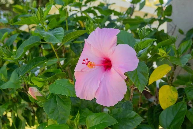 $392,450 | 419 Bloomingfield Drive, Brandon, FL 33511