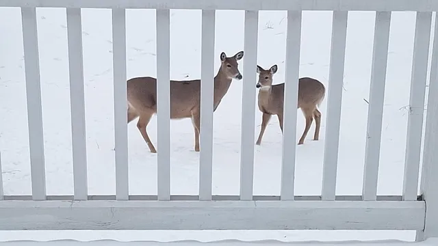 a view of a yard and trees from a tree