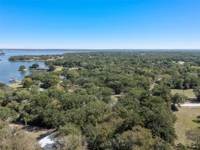 a view of a forest with a tree