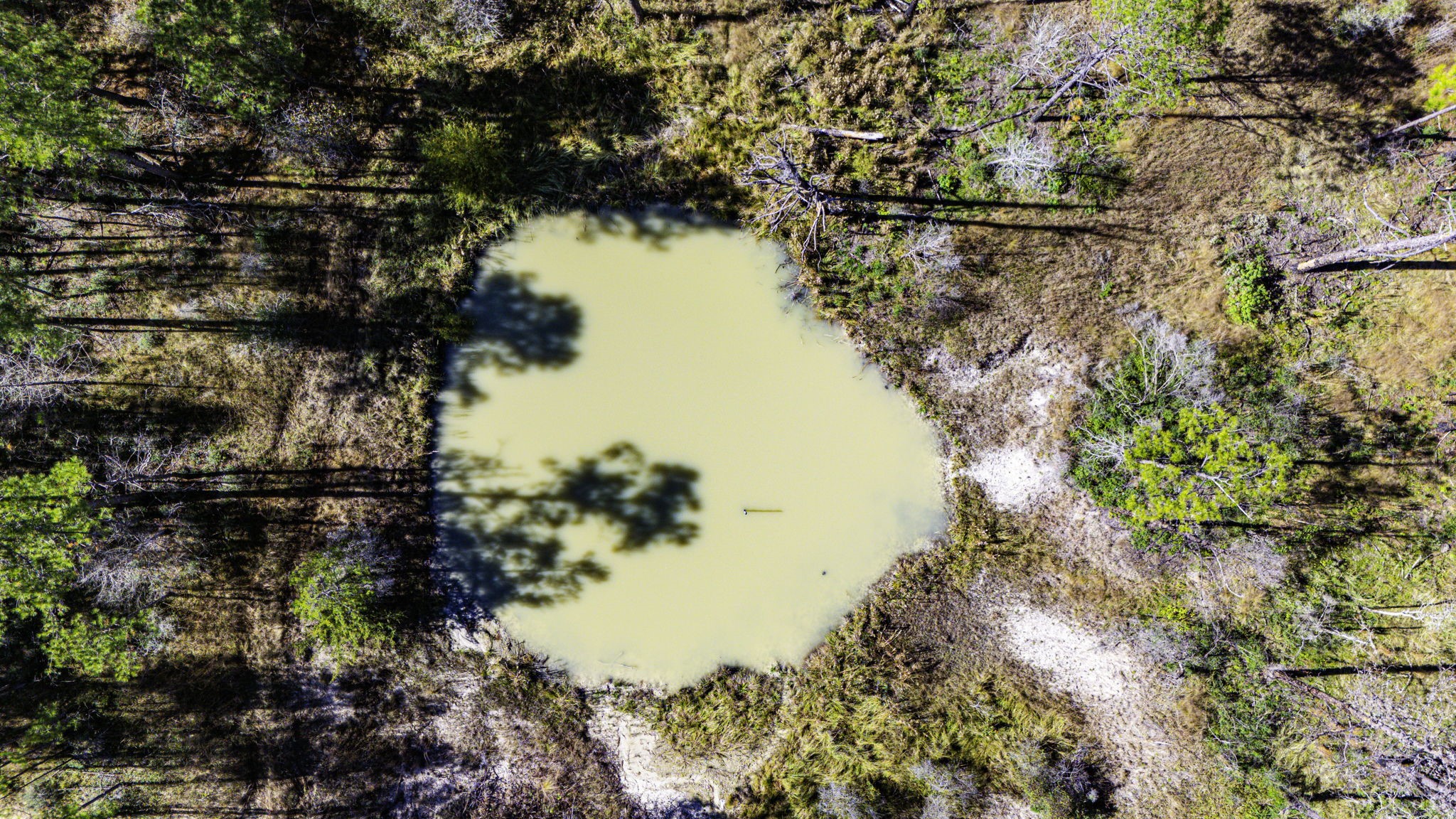 18 Magnolia Ranch Road Onalaska, TX 77360 - Photo 8 of 11 a view of a tree in a yard next to a building