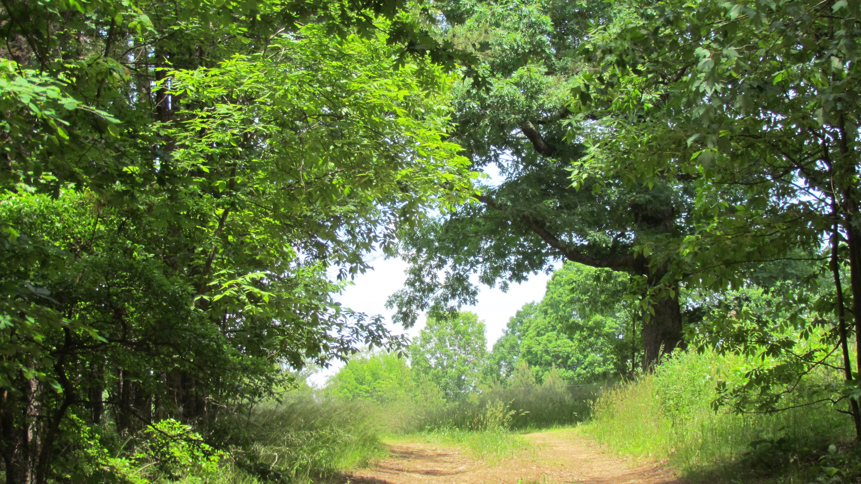 0 Moon Lake Road Cloudland, GA 30731 - Photo 2 of 15 IMG_9859