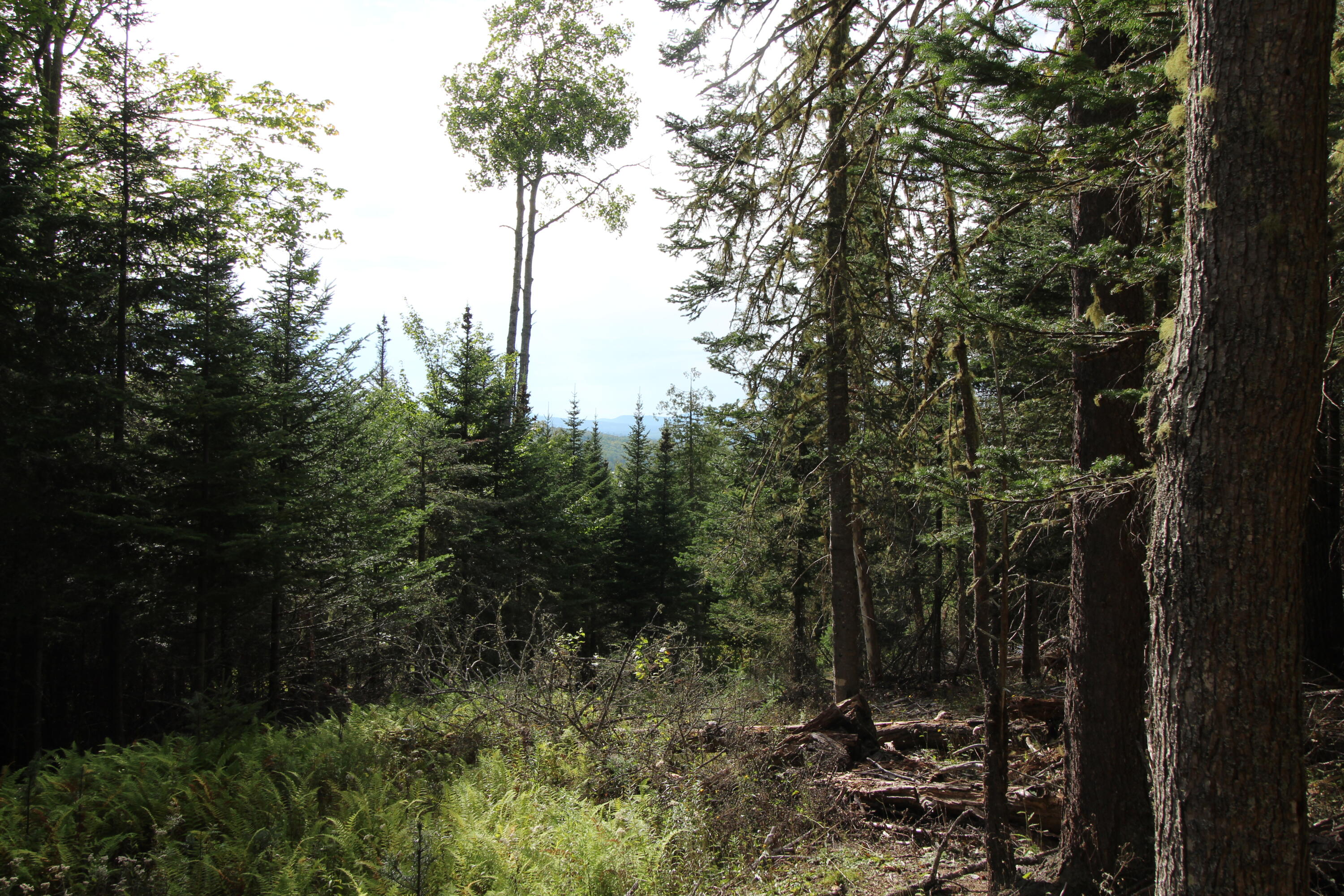 Lot 8 Wheeler Road Rangeley, ME 04970 - Photo 6 of 11 IMG_5301