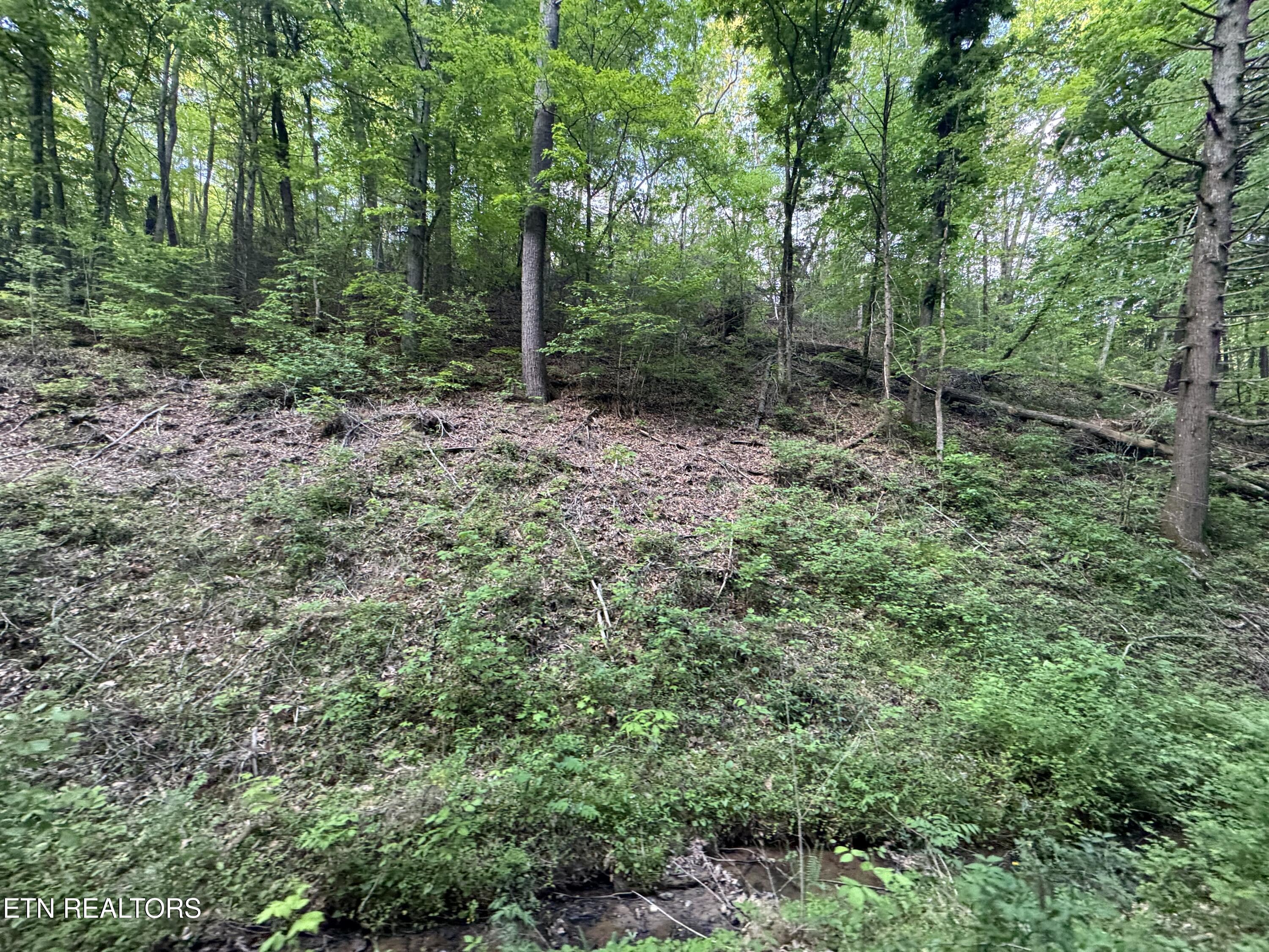 332 Padgett Mill Road Cosby, TN 37722 - Photo 21 of 41 IMG_8445