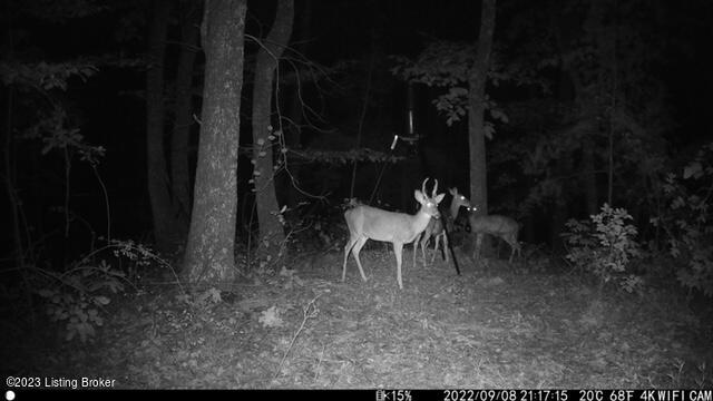 904 Roy Layne Road Lebanon Junction, KY 40150 - Photo 36 of 37 Wildlife