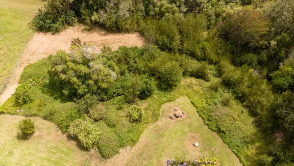 a view of a yard with trees