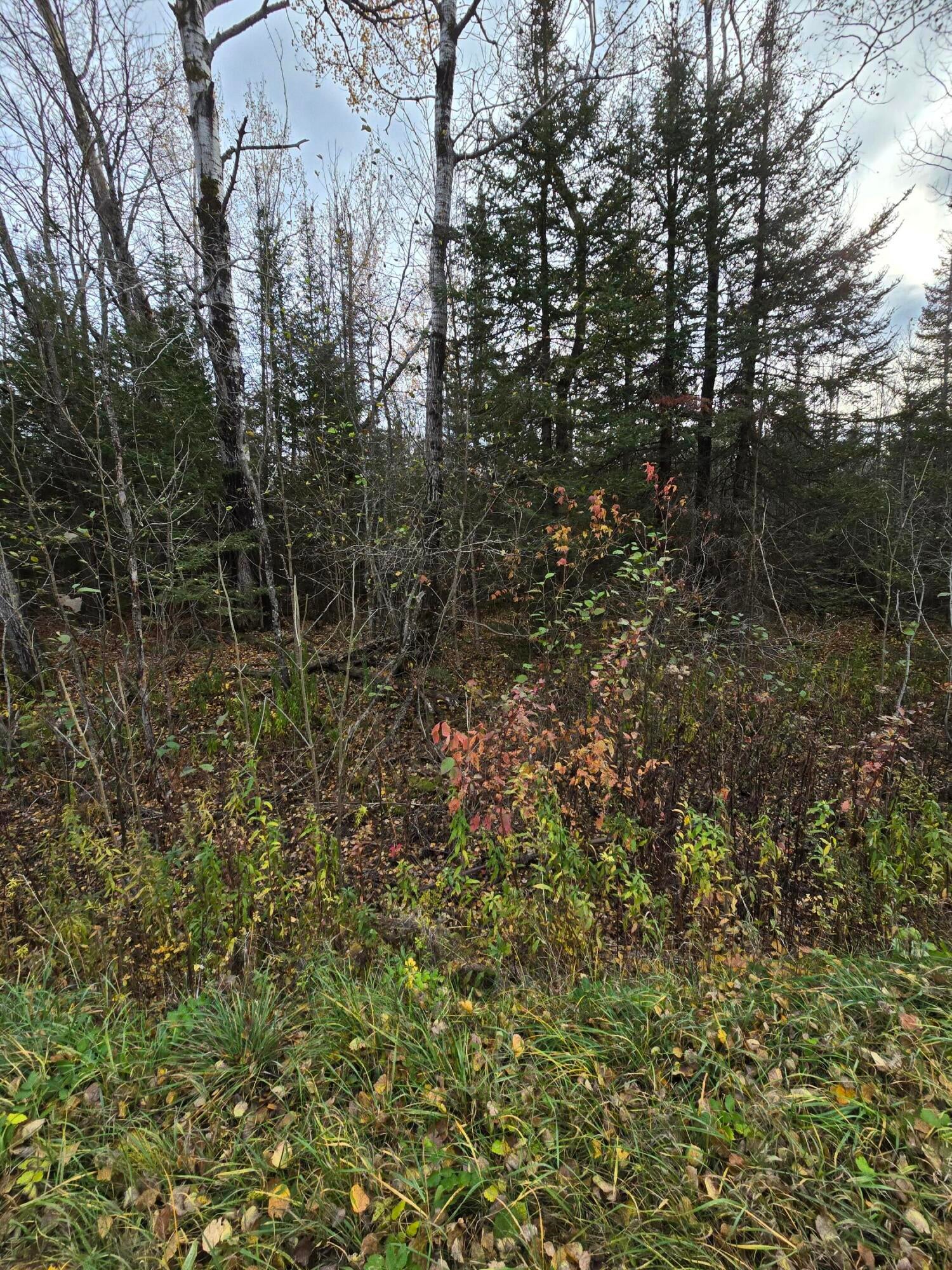 Parcel F Black Point Road Moran, MI 49760 - Photo 5 of 8 Gallery Image 5