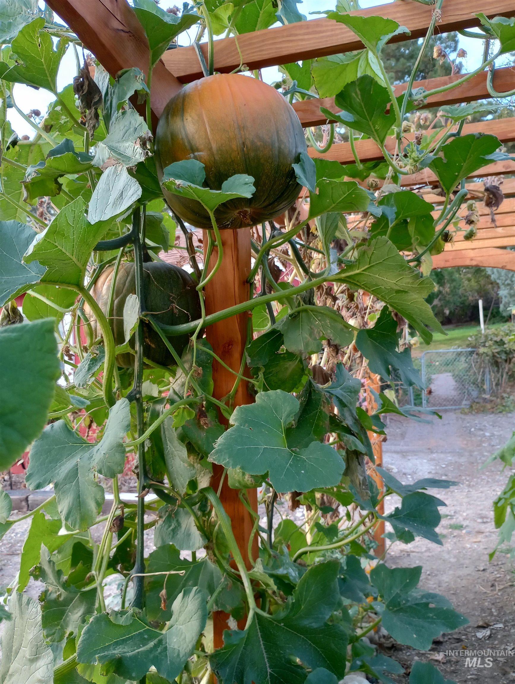 14526 Perfection Lane Caldwell, ID 83607 - Photo 38 of 47 Wood pergola supporting a robust vine with large green leaves and ripening gourds