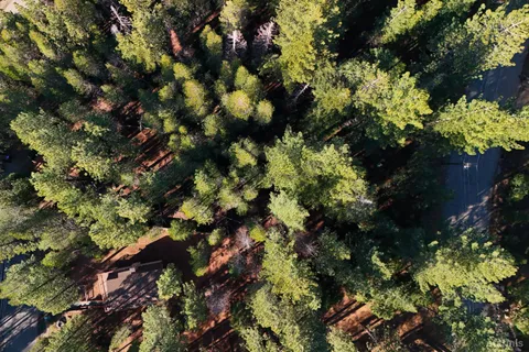 a picture of tree