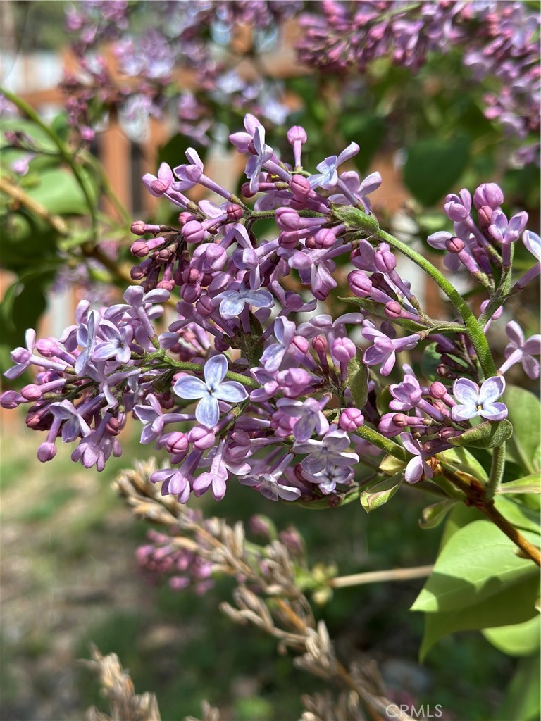 5926 Pine Street Wrightwood, CA 92397 - Photo 48 of 66 a street view