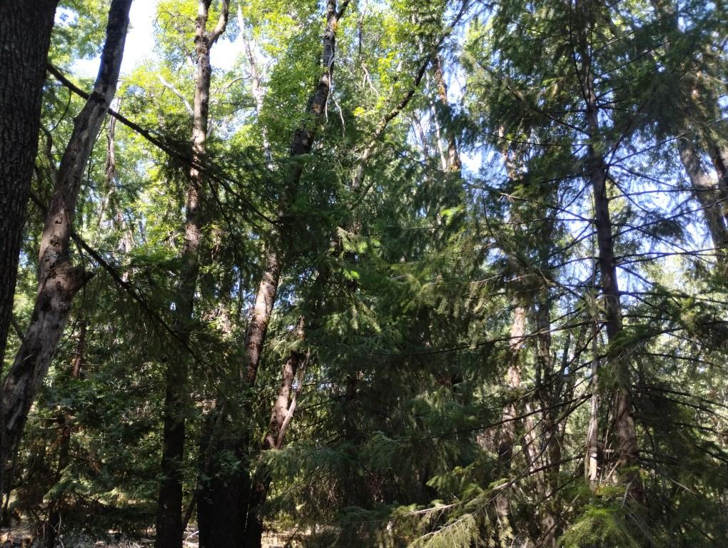 13762 Lightning Tree Road Nevada City, CA 95959 - Photo 13 of 21 a view of tree