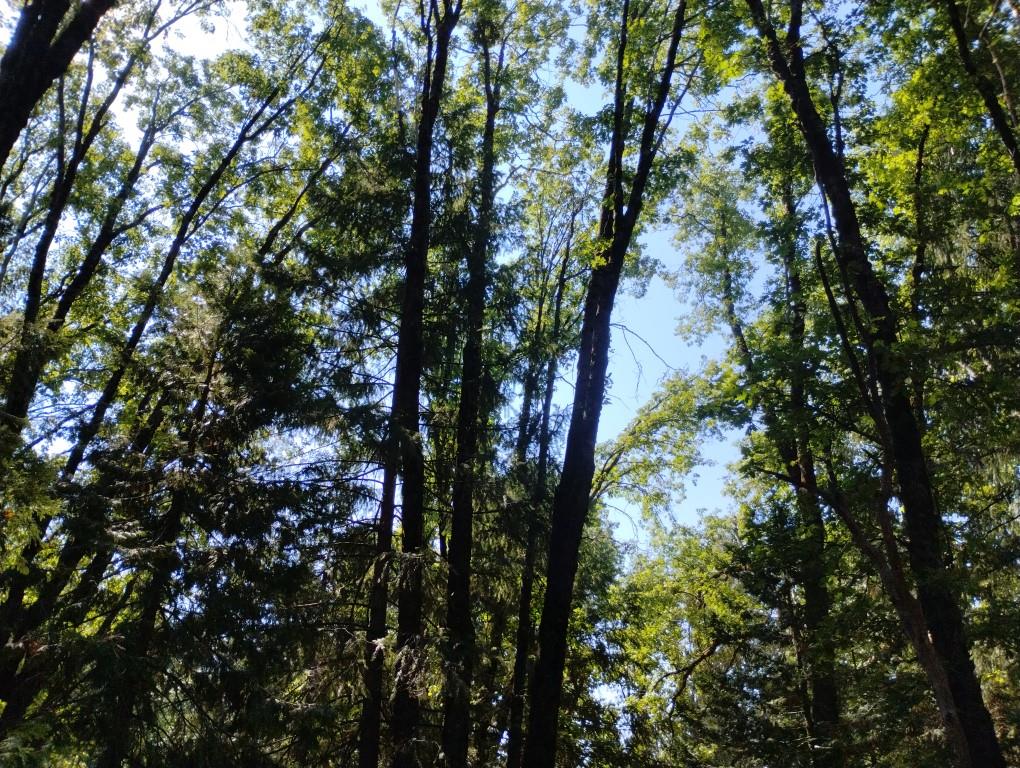13762 Lightning Tree Road Nevada City, CA 95959 - Photo 15 of 21 a picture of tree