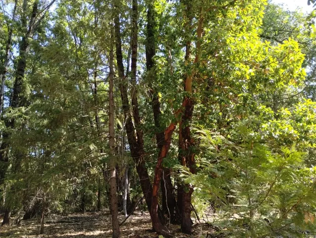 a view of a yard covered in snow