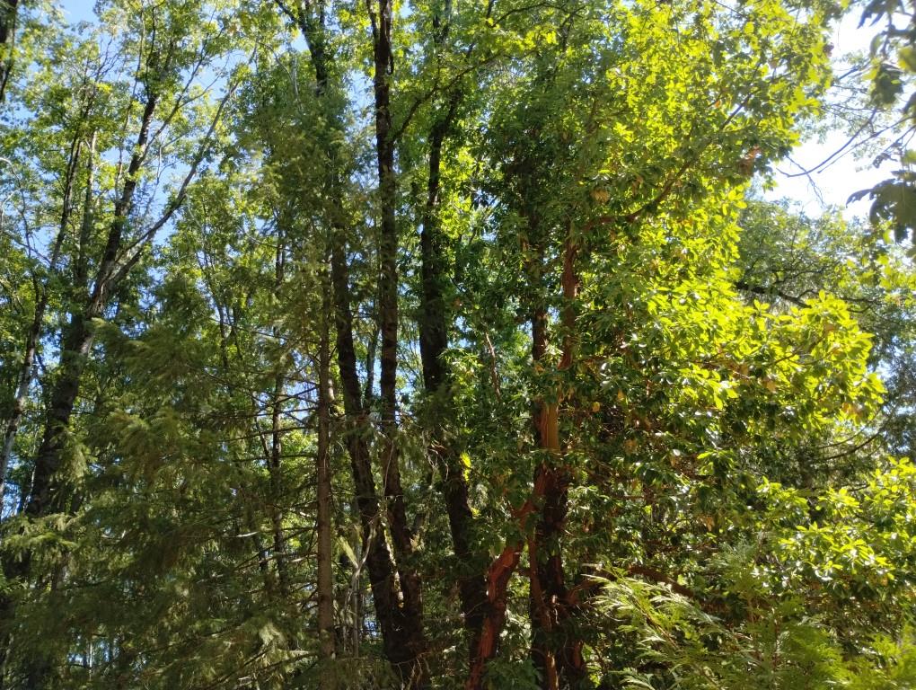 13762 Lightning Tree Road Nevada City, CA 95959 - Photo 17 of 21 a view of a tree