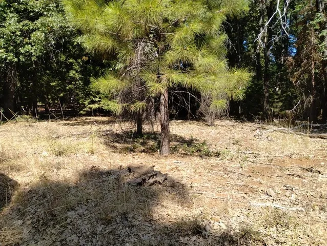 a view of a large tree