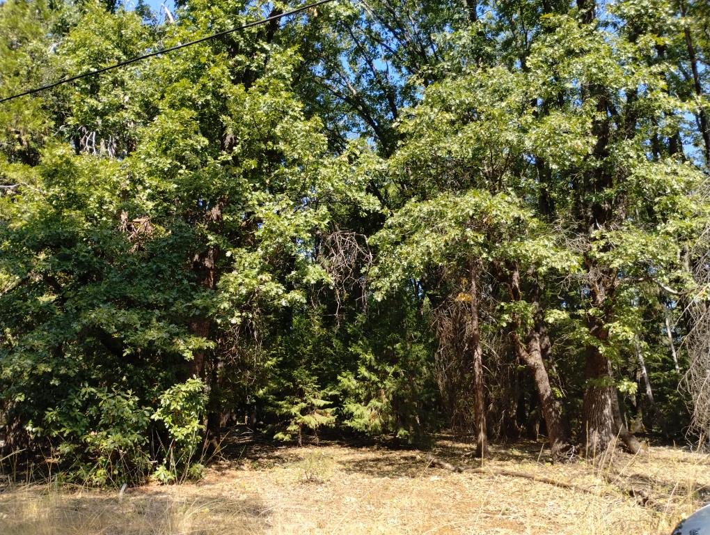 13762 Lightning Tree Road Nevada City, CA 95959 - Photo 20 of 21 a view of a large tree