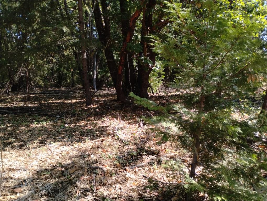 13762 Lightning Tree Road Nevada City, CA 95959 - Photo 6 of 21 a view of a forest with trees