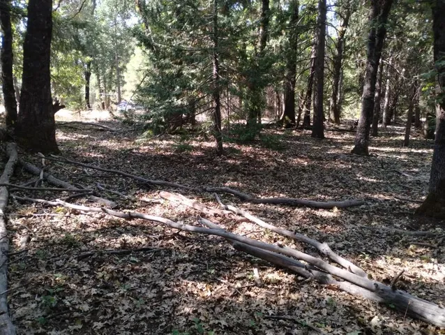 a view of a yard with plants and trees