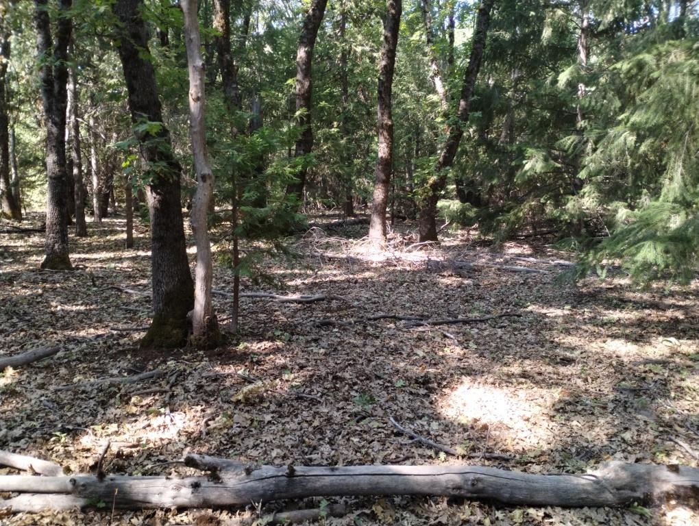 13762 Lightning Tree Road Nevada City, CA 95959 - Photo 9 of 21 a view of a yard with plants and trees