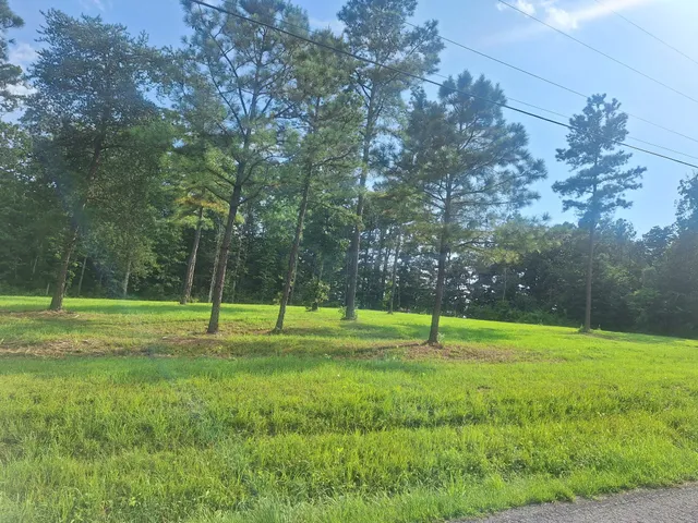 a view of a park with a tree