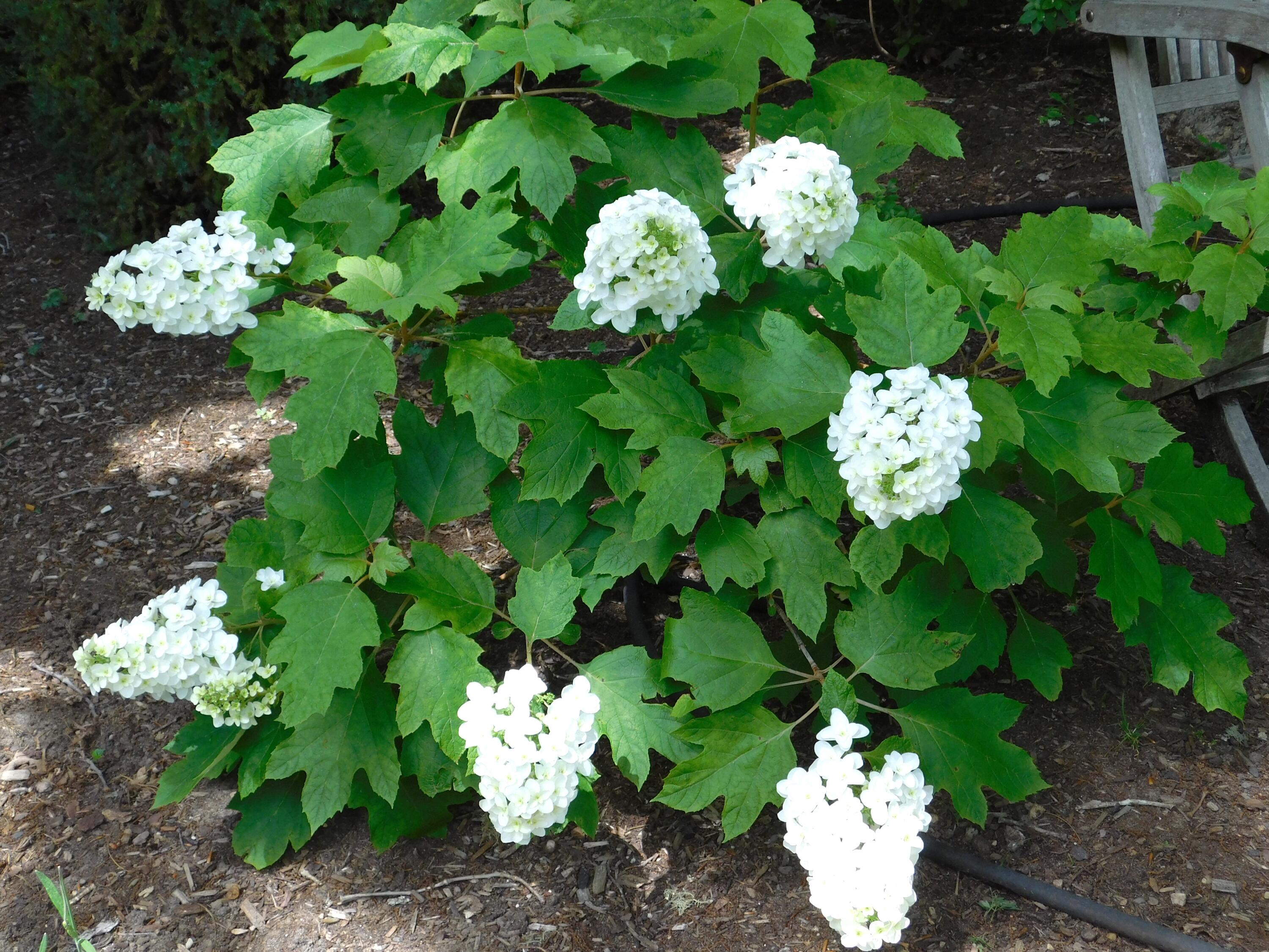 70 Acre Hill Road Barnstable, MA 02630 - Photo 46 of 54 Front Garden Oakleaf Hydrangea