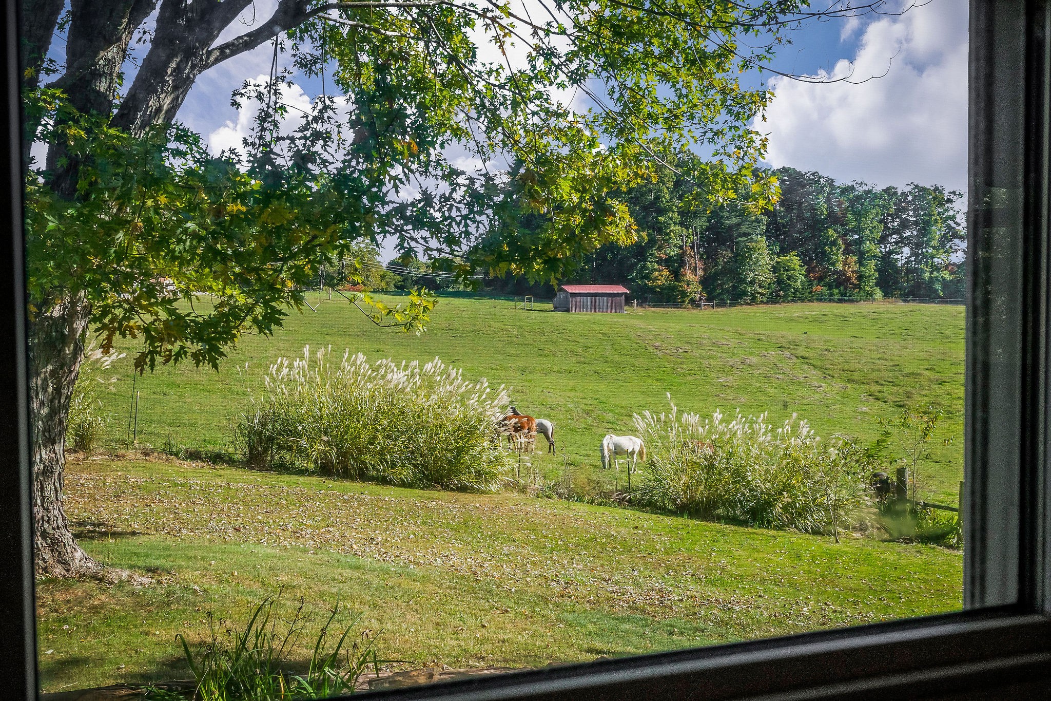 2634 Pine Grove Road Spencer, TN 38585 - Photo 26 of 33 a view of a garden from a window