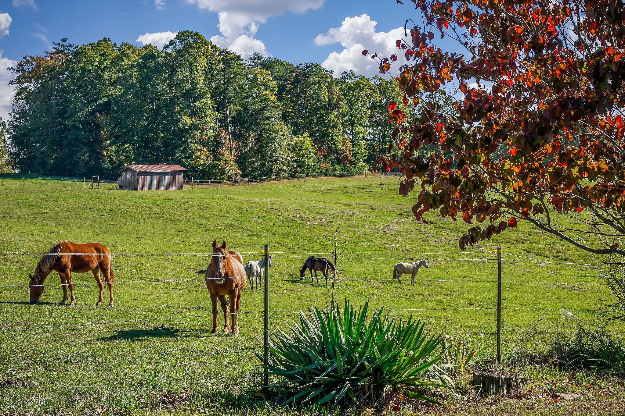 2634 Pine Grove Road Spencer, TN 38585 - Photo 31 of 33 a view of a garden with lawn chairs