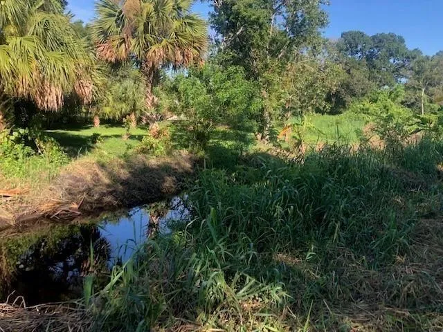 a view of a garden with plants and large trees