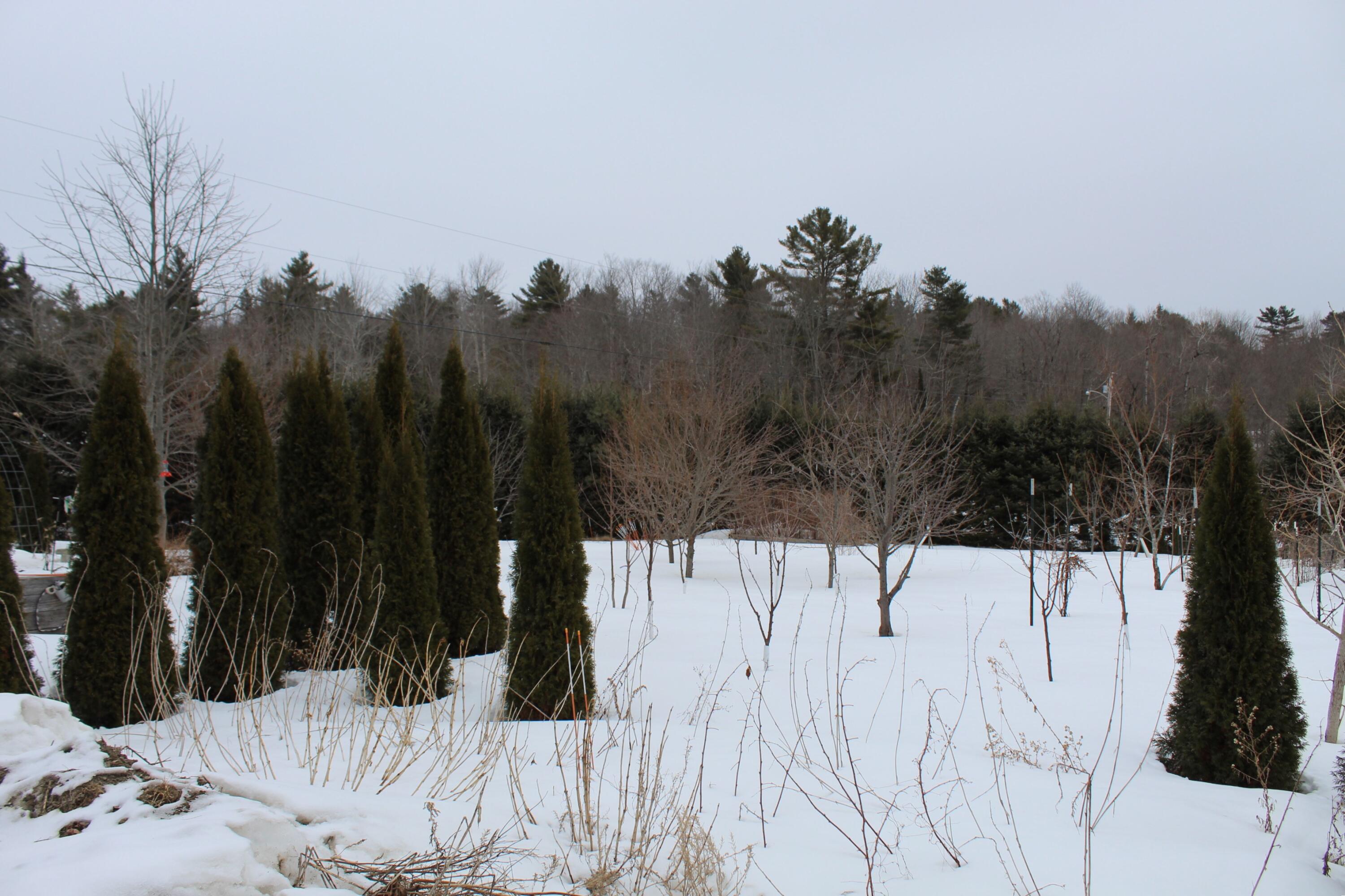 759 Brooks Road Knox, ME 04986 - Photo 11 of 24 More Fruit trees Knox