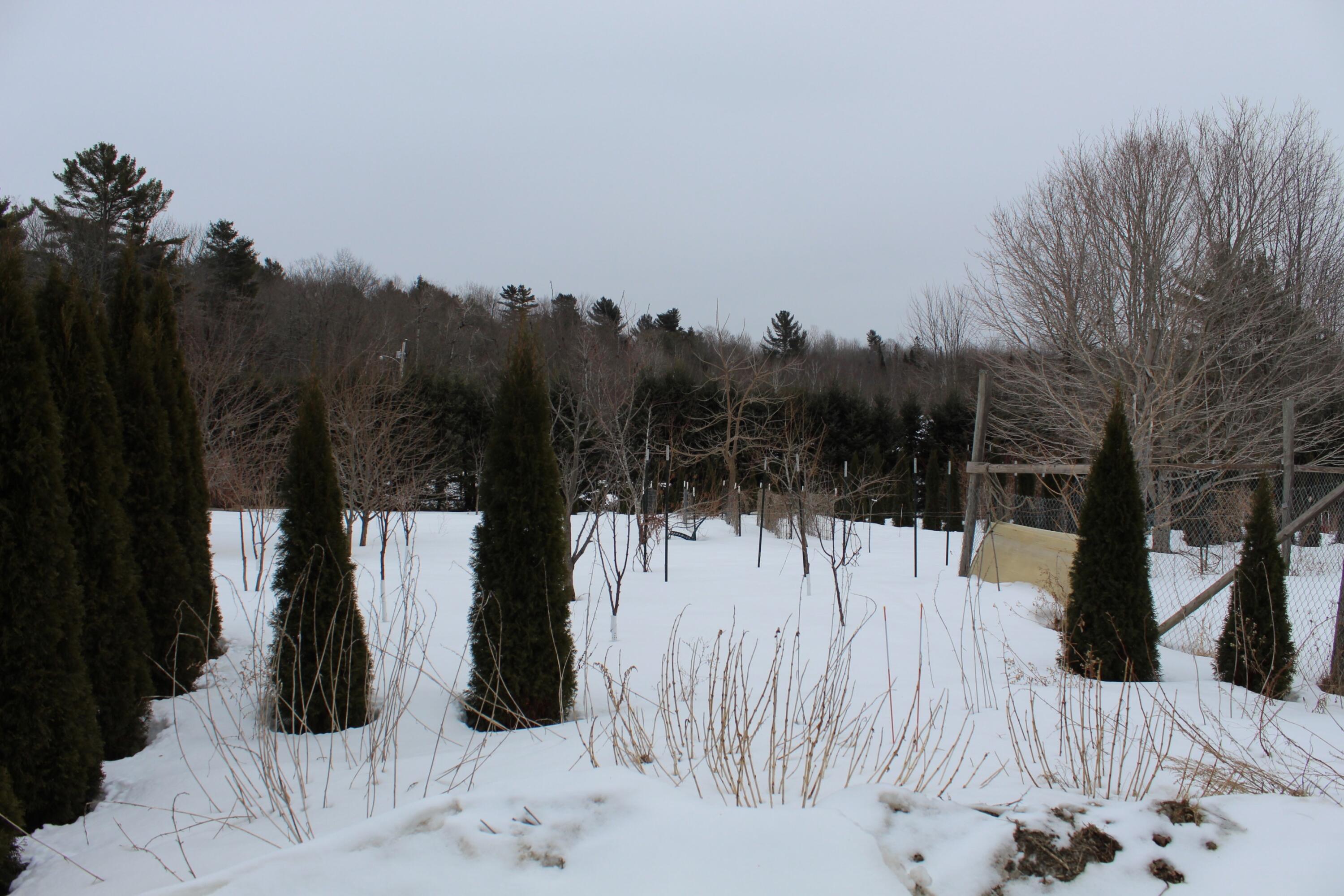 759 Brooks Road Knox, ME 04986 - Photo 9 of 24 Fruit trees and shrubs knox