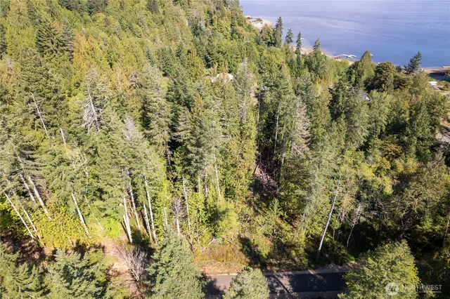 a view of a bunch of trees and bushes