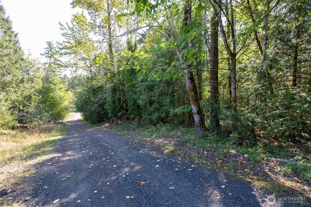 a view of a forest with trees in the background