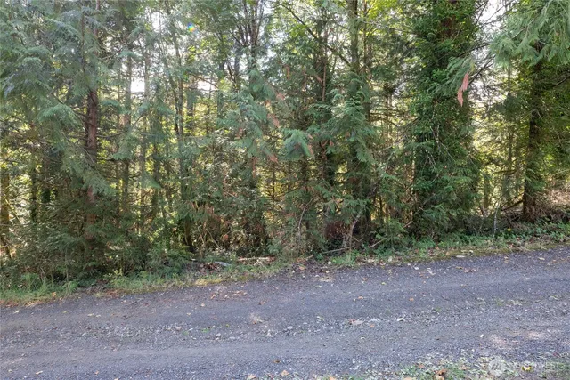 a view of a forest with trees in the background