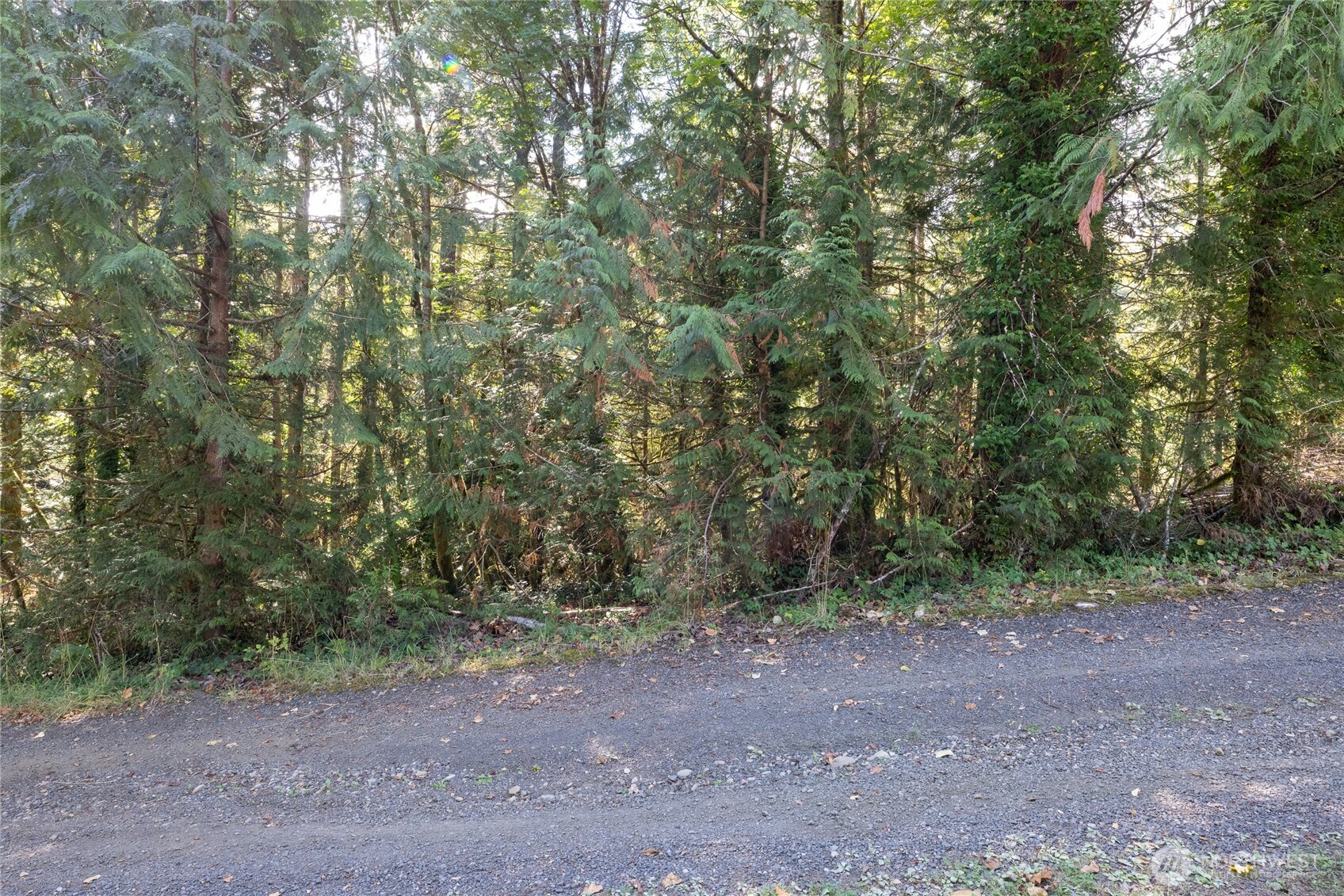0 East Sprague Avenue Union, WA 98592 - Photo 5 of 20 a view of a forest with trees in the background